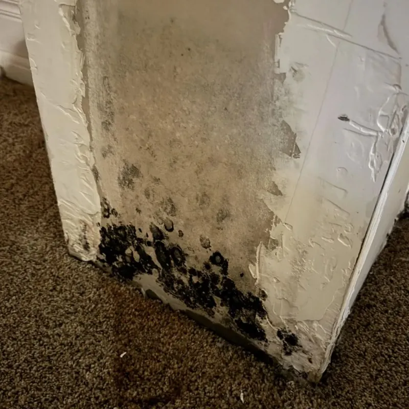 Professional Mold Removal in Jefferson County, OR